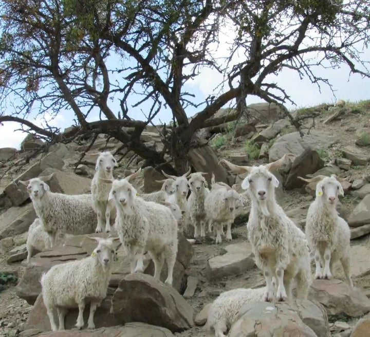 The Wonders of the Anatolian Highlands: Angora Goats